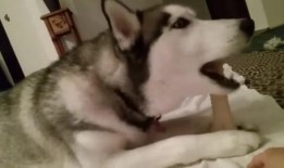 二哈视频谁爆料的,是谁掀起了这场网络热潮？